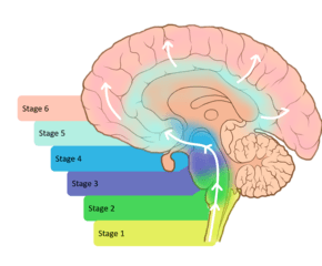 290px-The_prion_hypothesis_in_Parkinsons_disease_Braak_to_the_future.png