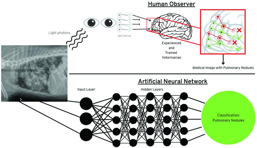 AI_in_Veterinary_Medicine.jpg