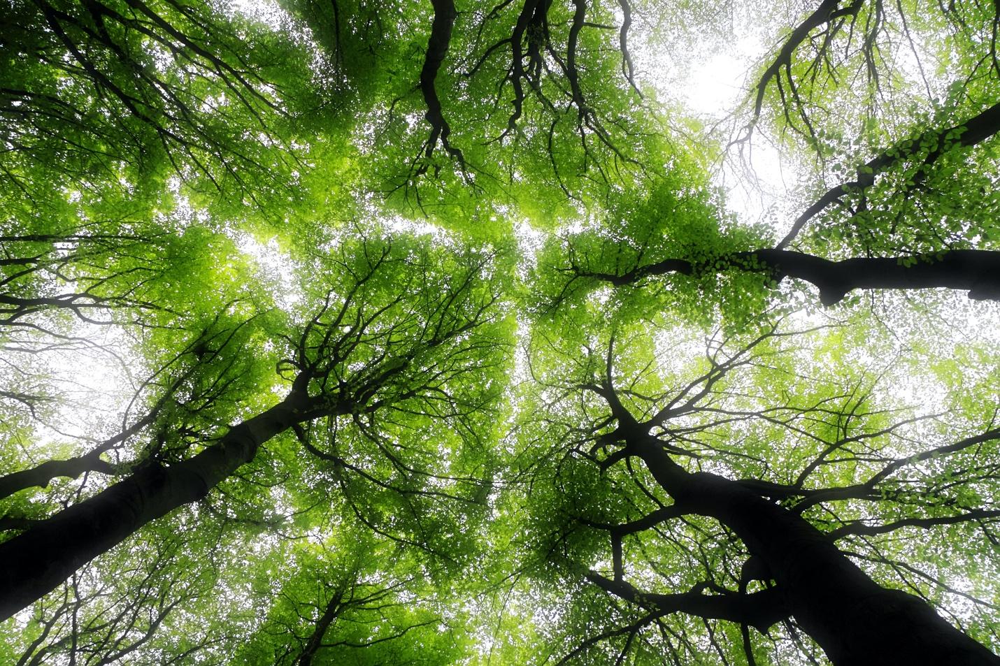 According_to_a_tree_canopy_survey_report_released_in_2018.jpeg