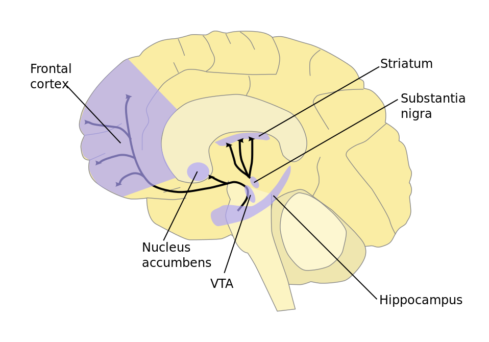 Dopamine_pathways.png