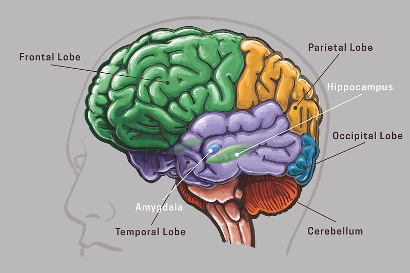 Drugs_Structure_in_the_Brain.jpg