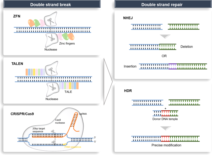 Gene_Editing.png