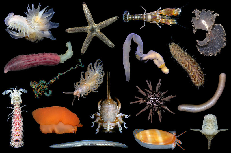 How_Do_Marine_Invertebrates_Survive_on_Plastic_Debris.jpg