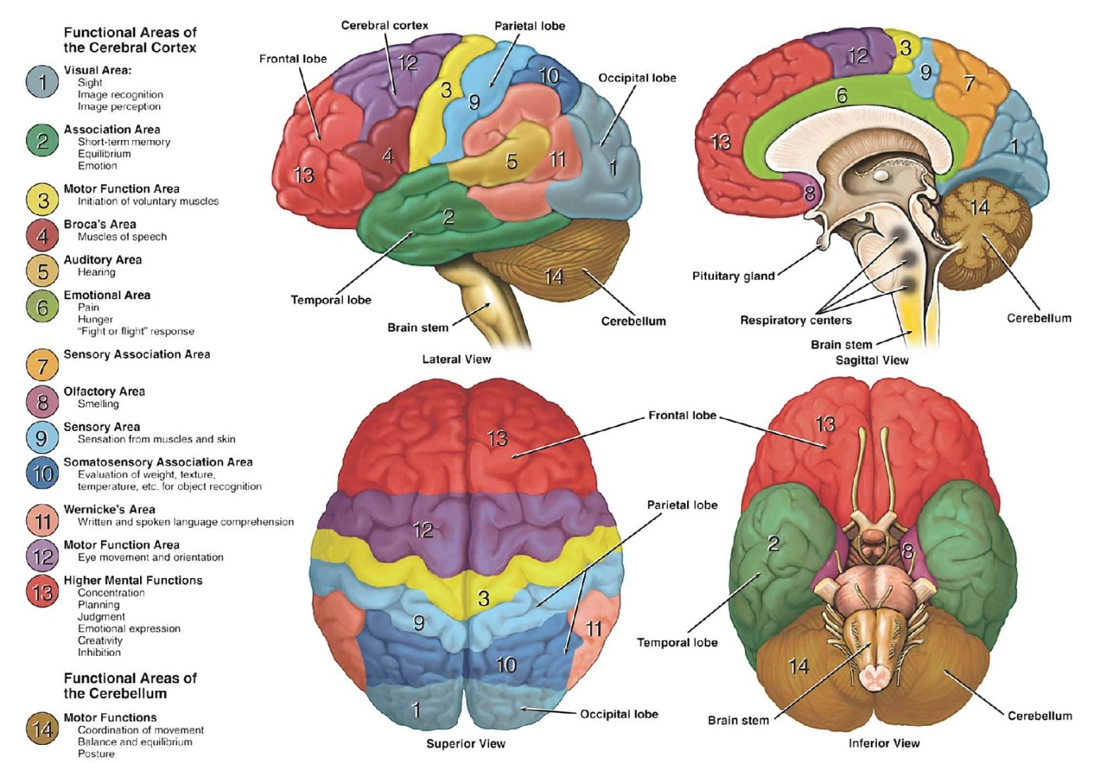 Neuroanatomy.jpeg