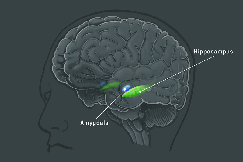 Neuroscience_of_Drugs.jpg