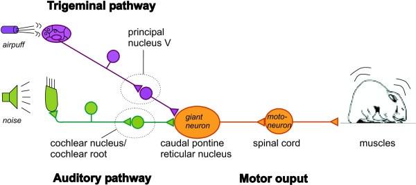 Scheme_of_the_primary_startle_pathway_in_rats_and_mice.jpeg