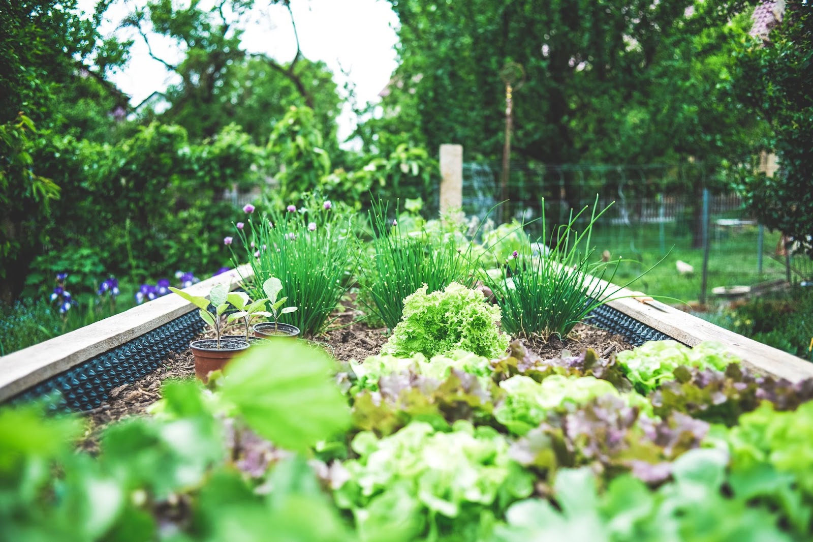 Setting_Up_a_Vegetable_Garden.jpeg