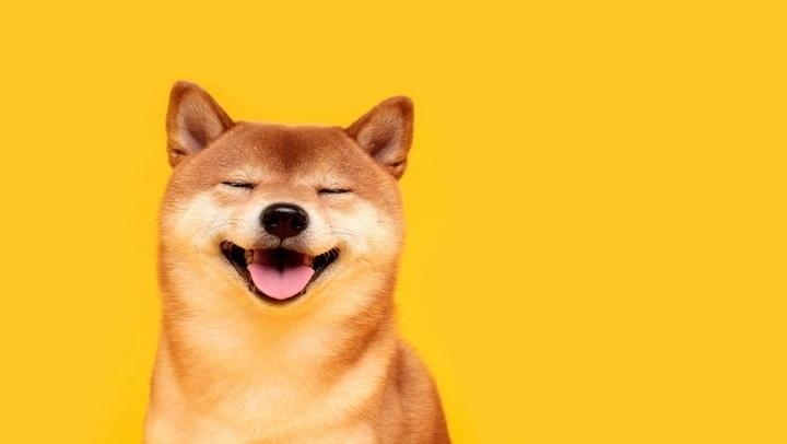 Shiba_Inu_Dog.jpg