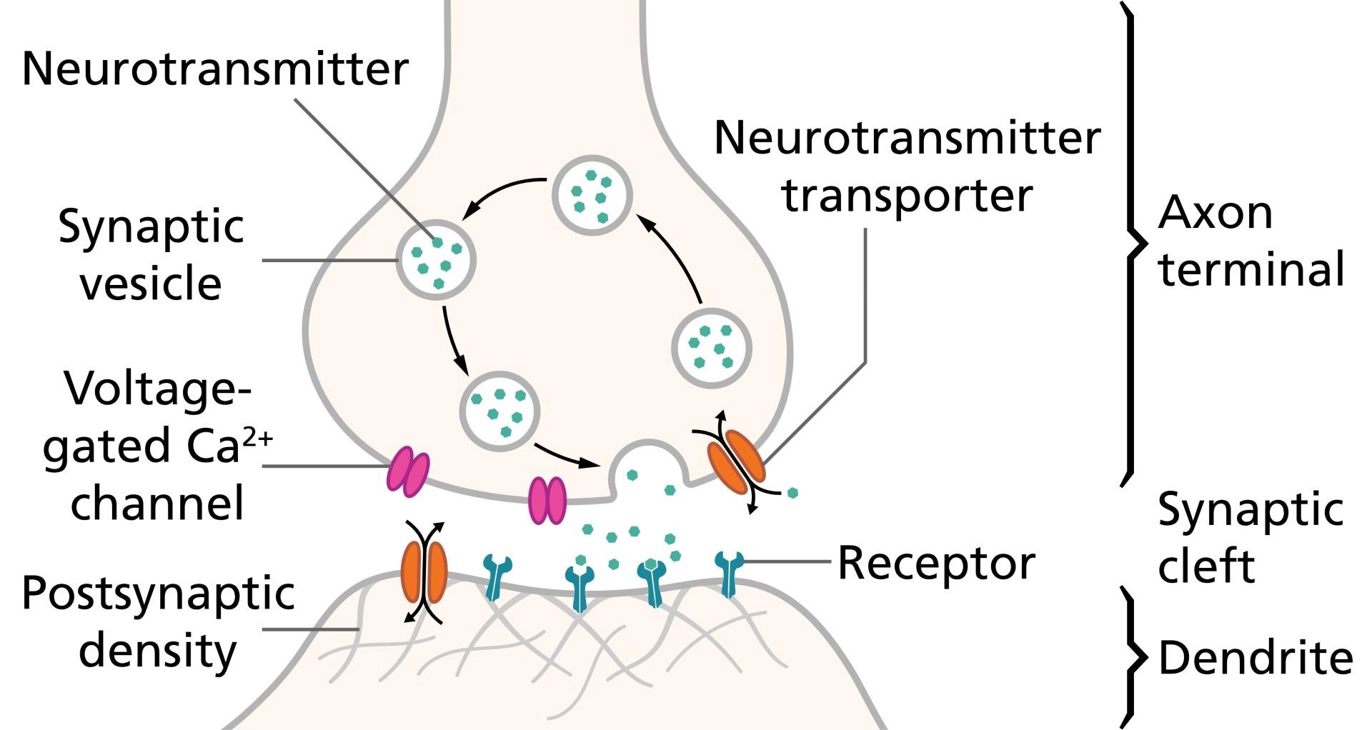 SynapseSchematic_en.jpg