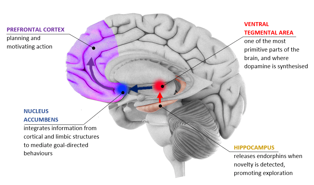 The_Behavioural_Activation_System.png