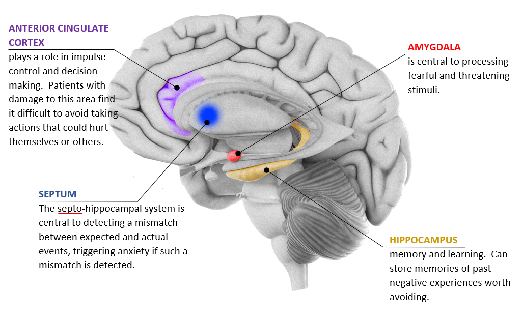 The_Behavioural_Inhibition_System.png